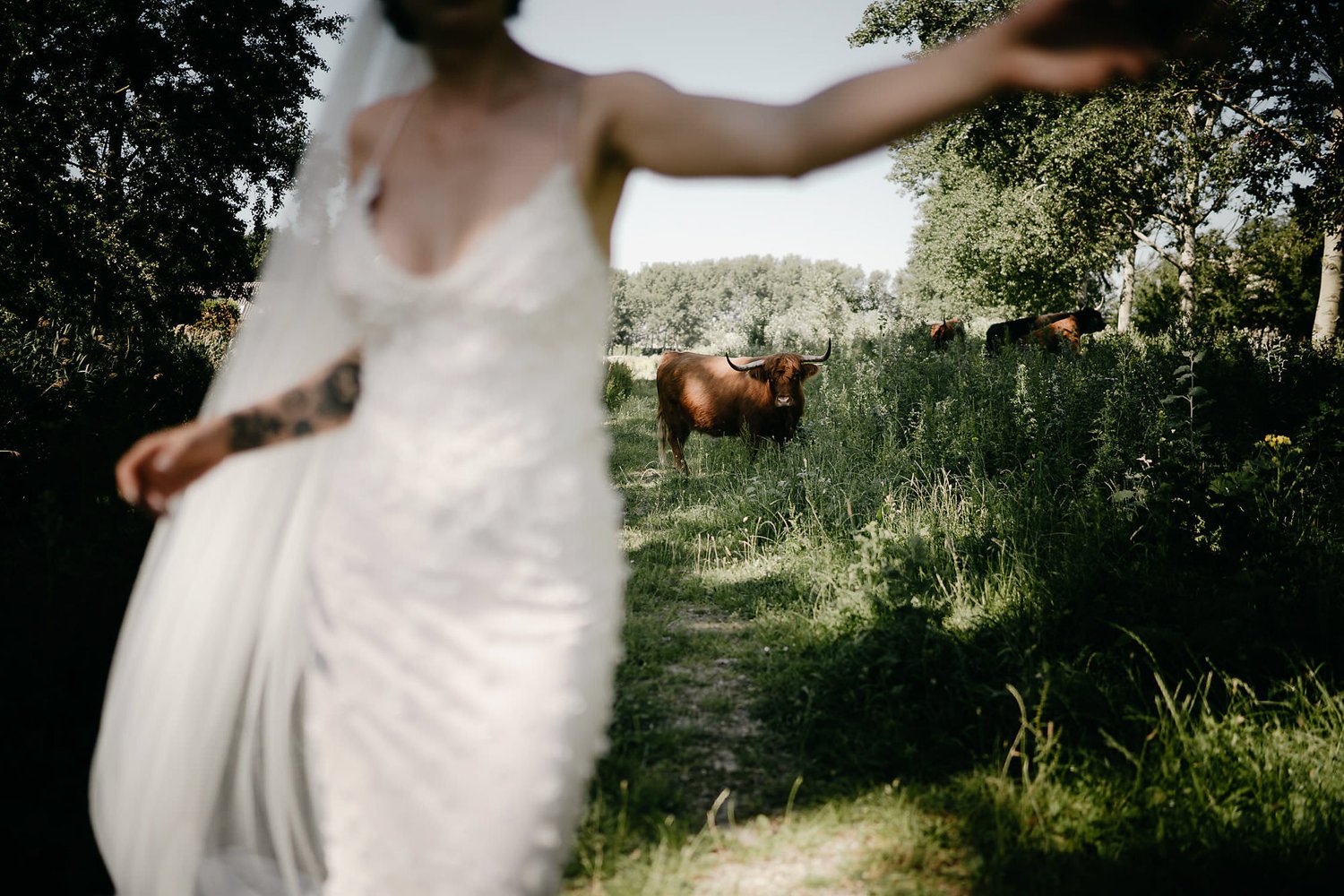 amsterdam wedding photographer photo of bride with cow