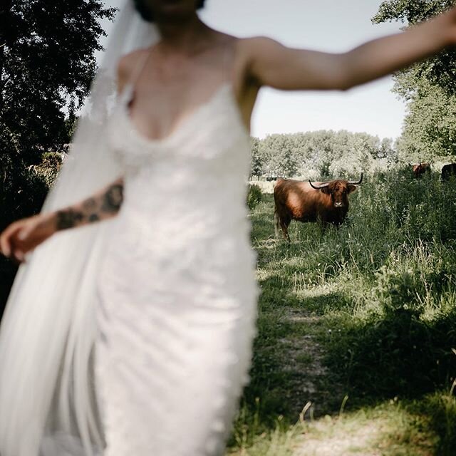 Watch out for the cows when you&rsquo;re doing your portrait shoot ! 😂 .
.
.
.
.
.
.
.
.
#amsterdamweddingphotographer #weddingphotographer #amsterdam #destinationweddingphotographer #trouwfotograaf #trouwenin2020 #touwenin2021 #marriedin2020 #marri